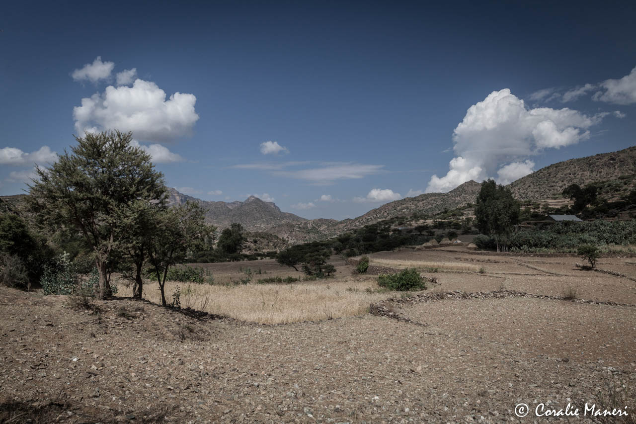 Haryayato (1)