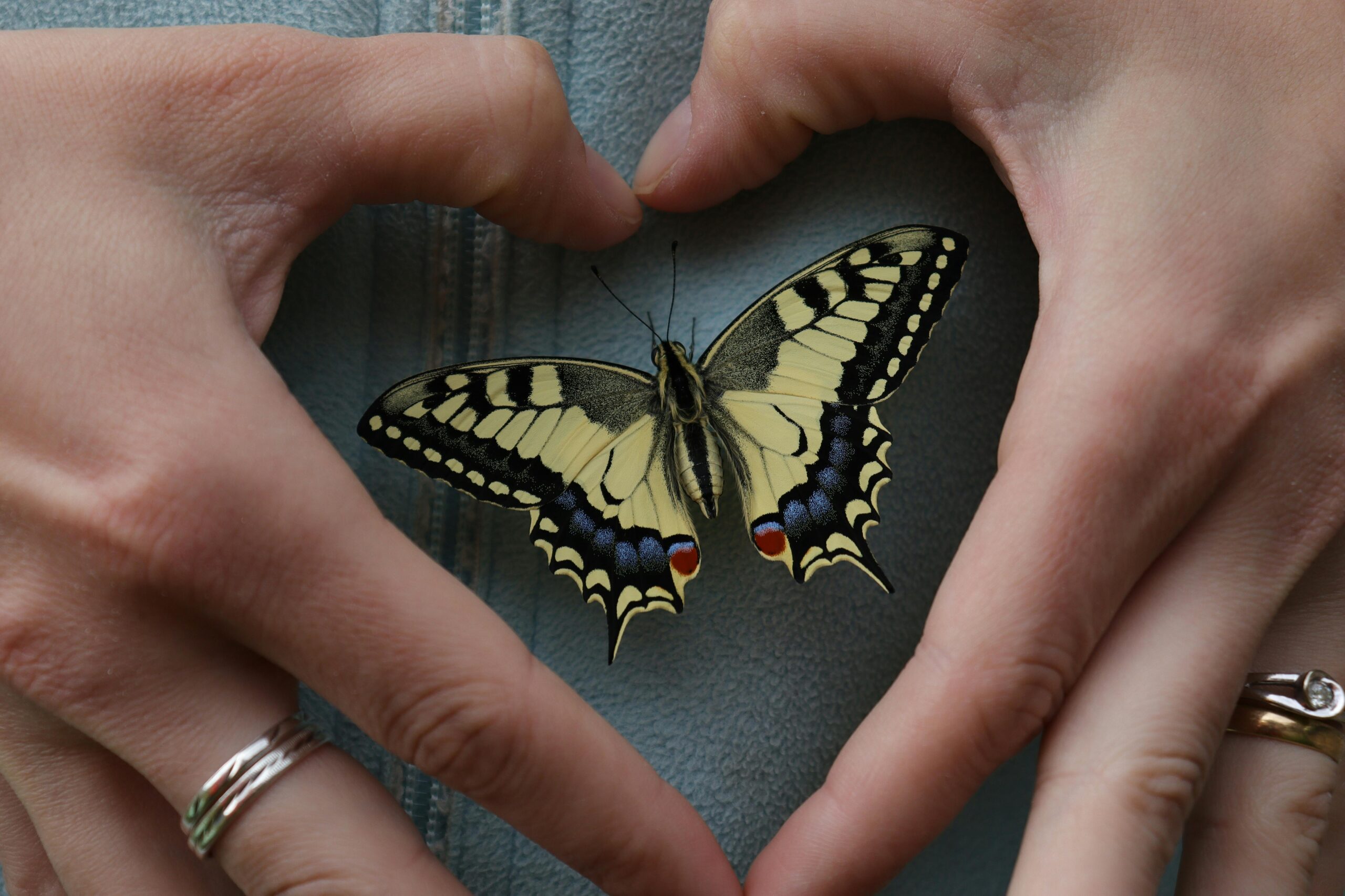 butterfly
