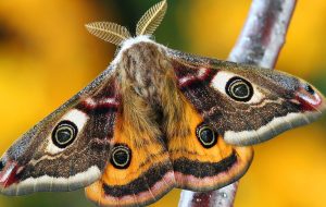 farfalla-